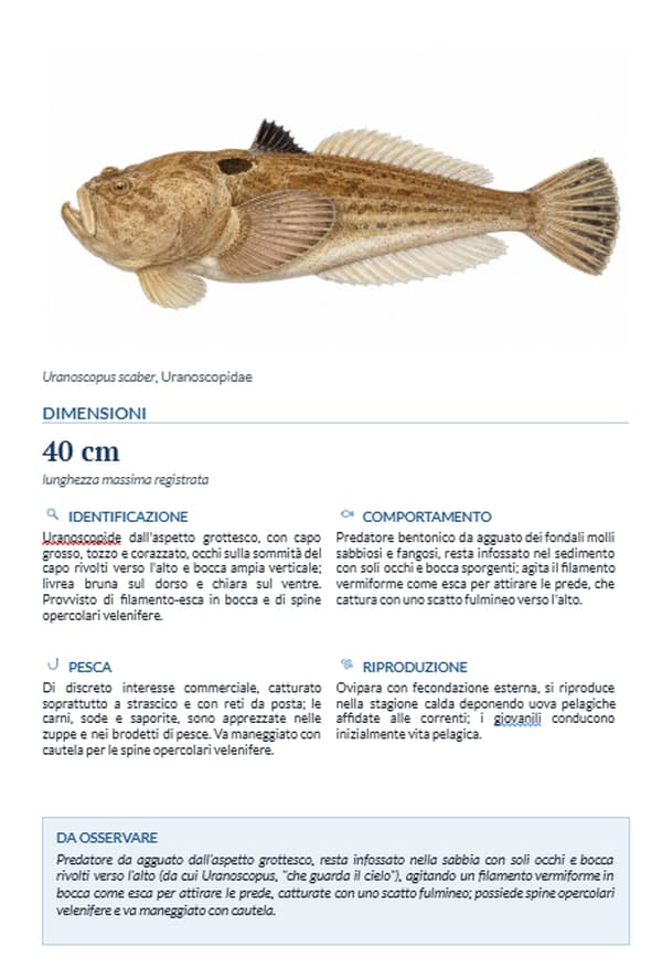 Scheda del pesce prete dal libro I pesci ossei del Mediterraneo