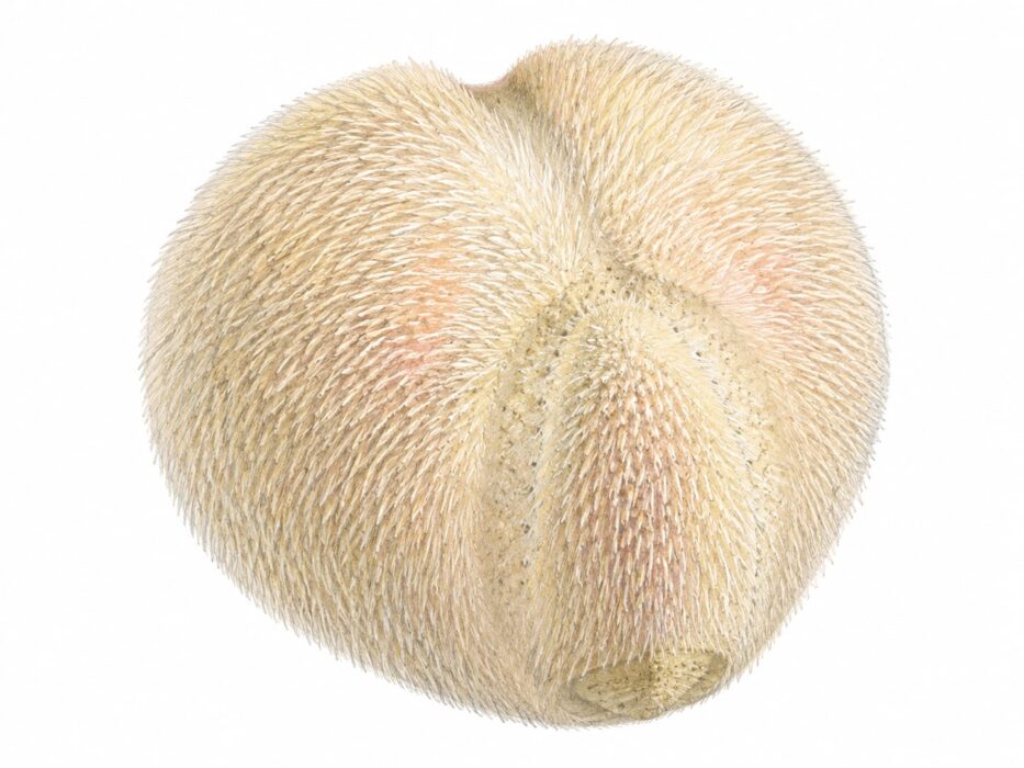 Riccio cuore – Echinocardium cordatum