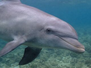 Come dormono i delfini? Il sonno con mezzo cervello alla volta