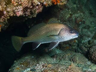 La corvina che canta di notte: rumore delle barche e comunicazione nei pesci