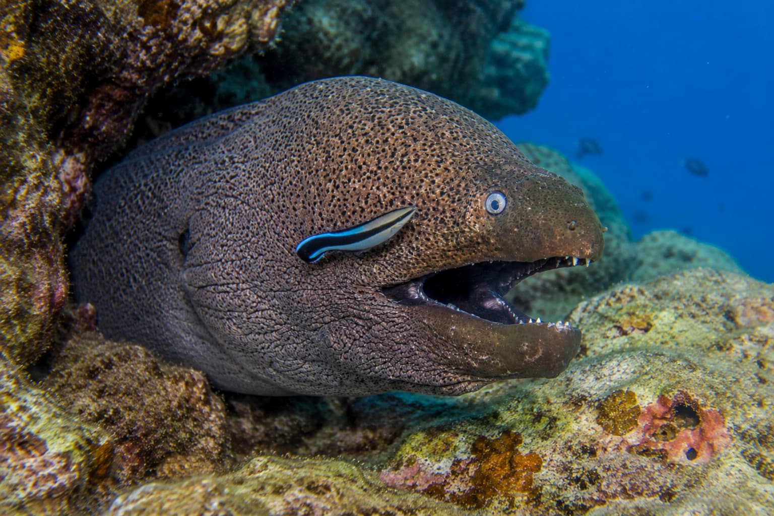 Murena, tipico ospite predatore delle stazioni di pulizia