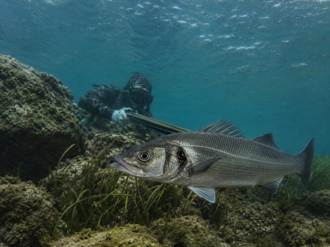 Come pescare la spigola in apnea: la tecnica nel torbido