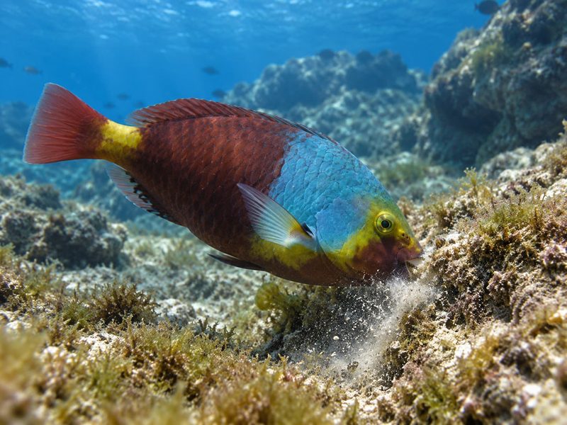 Il pesce che “fa” la sabbia: il ruolo ecologico nascosto di Sparisoma cretense nel Mediterraneo