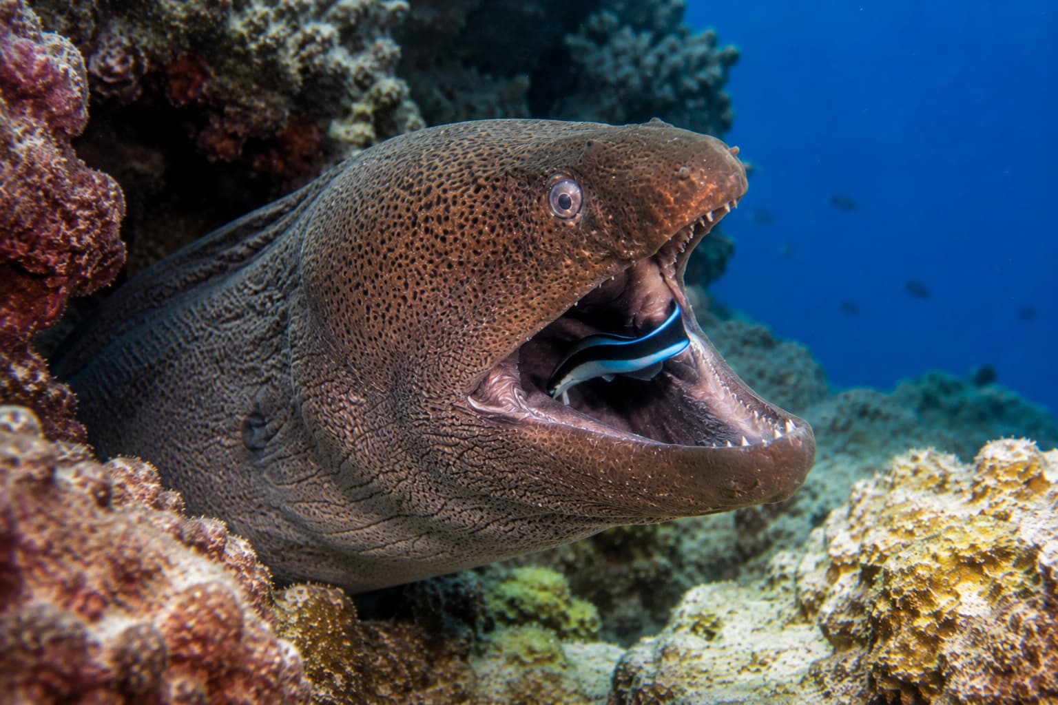 Pesce pulitore Labroides dimidiatus in azione