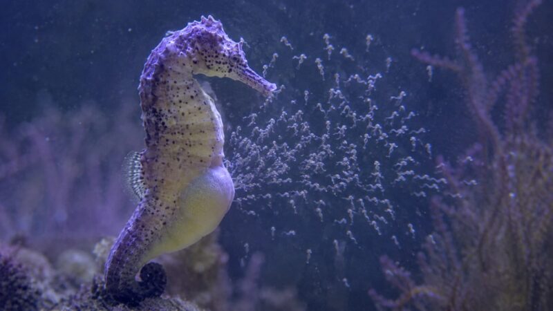 Perché nel cavalluccio marino è il maschio a essere gravido?