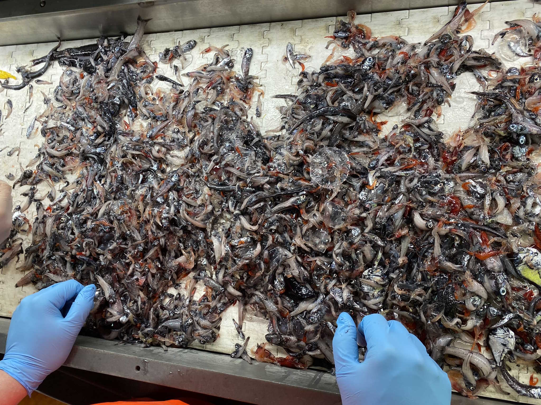 Contenuto di una rete da campionamento mesopelagico con piccoli pesci lanterna e crostacei