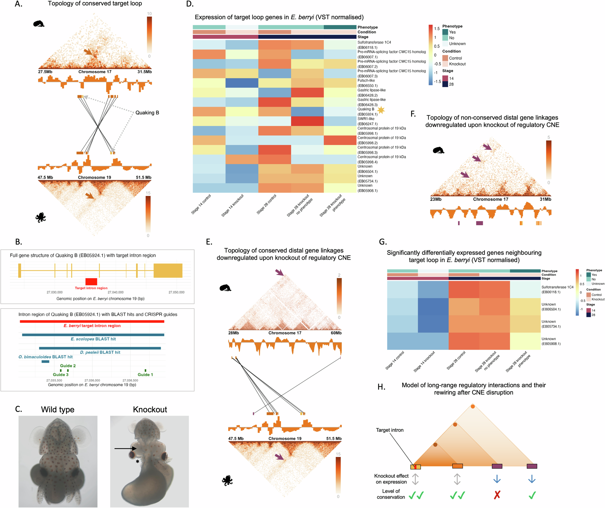Mappe di contatto Micro-C e risultati del knockout CRISPR nel gene Quaking B di Euprymna berryi