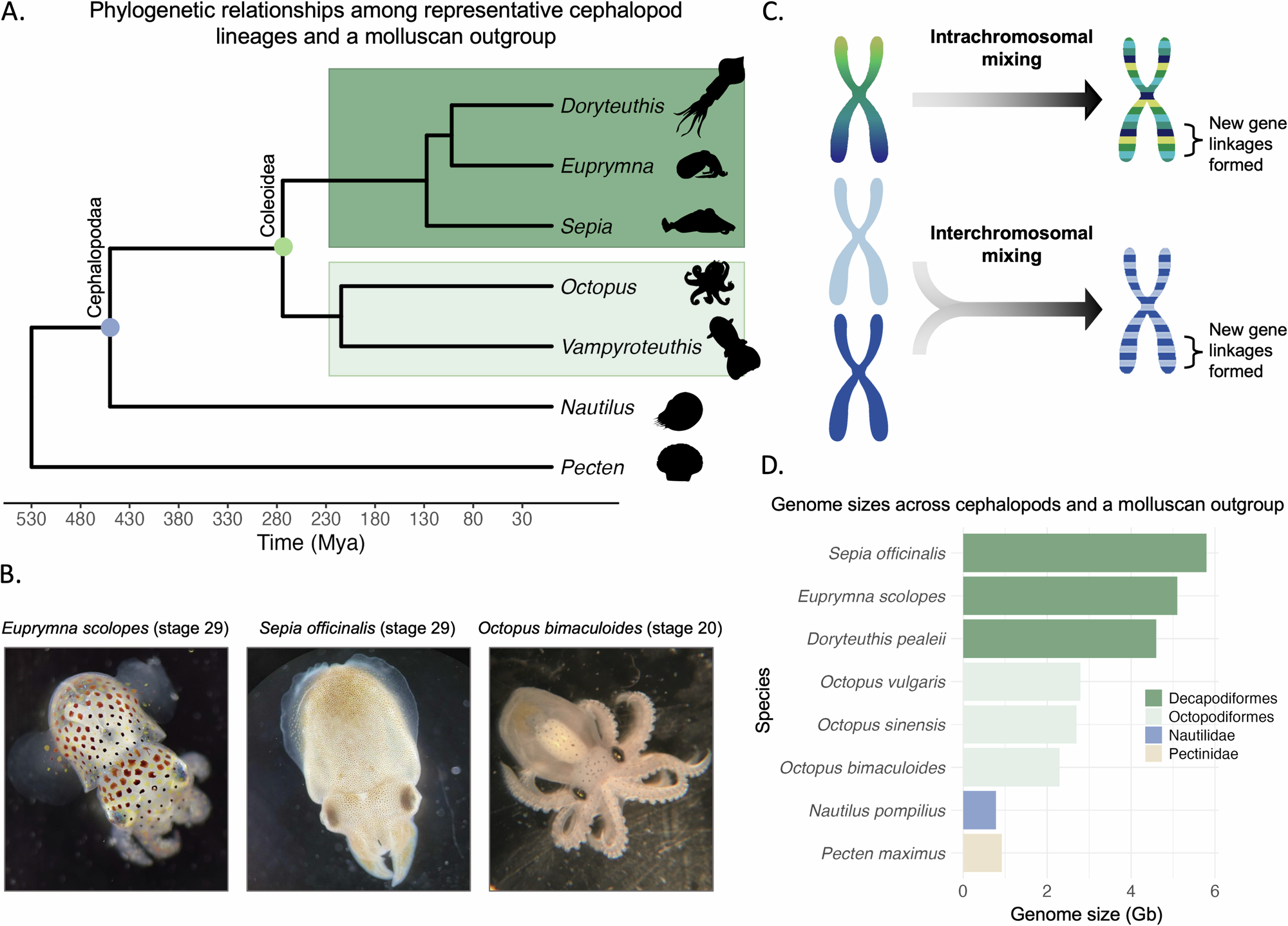 Albero filogenetico dei cefalopodi e confronto delle dimensioni del genoma tra coleoidi e altri molluschi