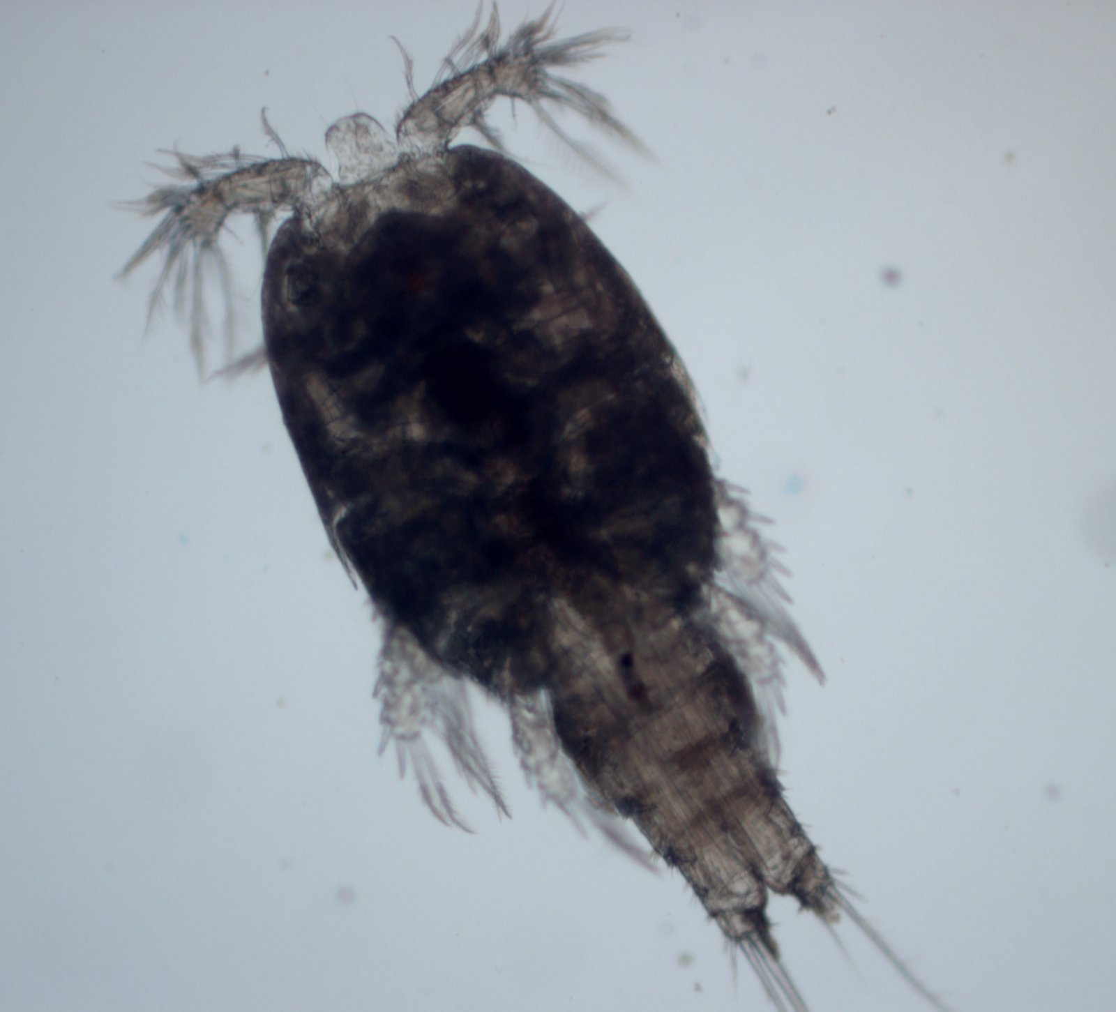 Minuscolo copepode del genere Pseudotachidius visto al microscopio