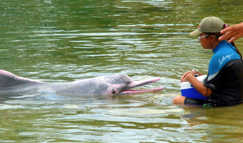 Il “delfino rosa” dell’Oman: perché è di quel colore e cosa c’entra il grampo del Mediterraneo