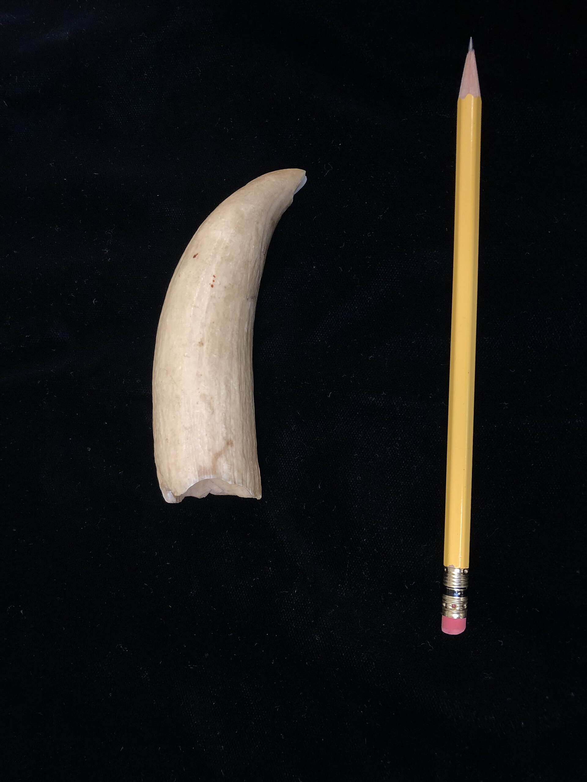 Dente di capodoglio