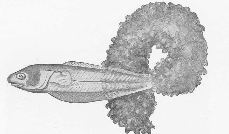 Fierasfer che esce da un'oloturia, incisione storica