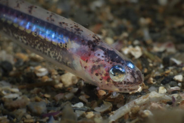 Fierasfer, il pesce che vive dentro le oloturie (e ci entra dall’ano)