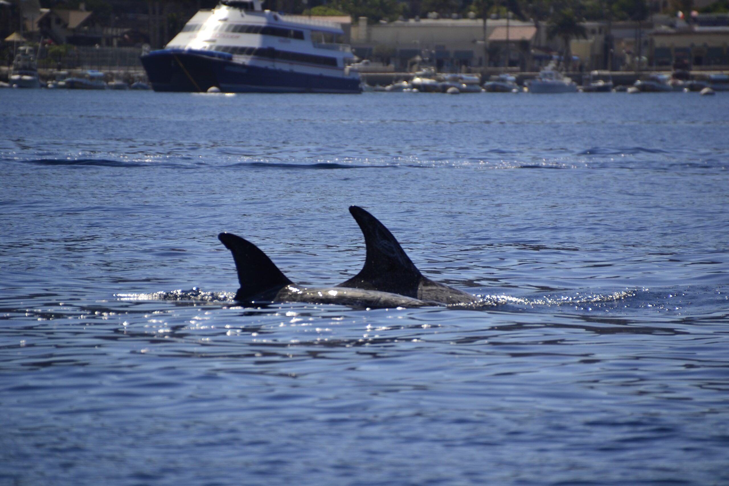 Grampi (Grampus griseus) in superficie al largo dell'isola di Catalina, California