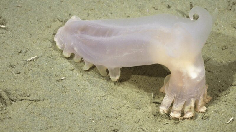 Patrick di SpongeBob, un cetriolo di mare con le corna e 57 nuove specie: i segreti del canyon abissale argentino
