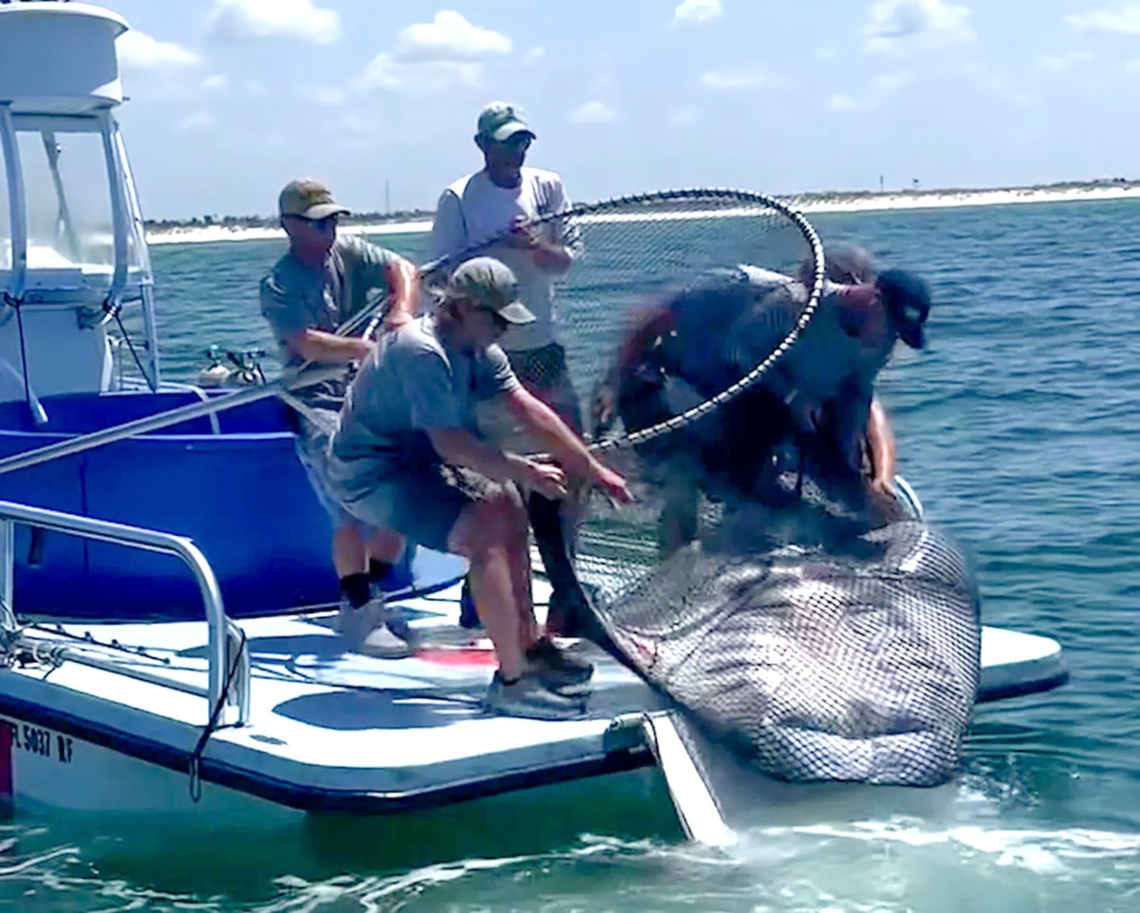 Pescatori issano con una grande rete una manta gigante sulla poppa di una barca al largo della Florida