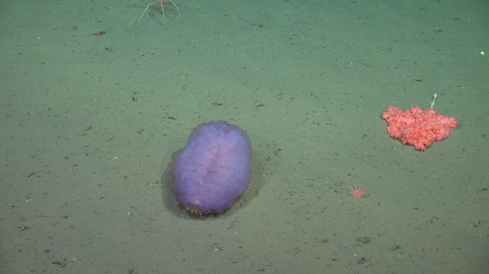 Oloturia abissale di colore viola acceso del genere Benthothuria sul fondale fangoso