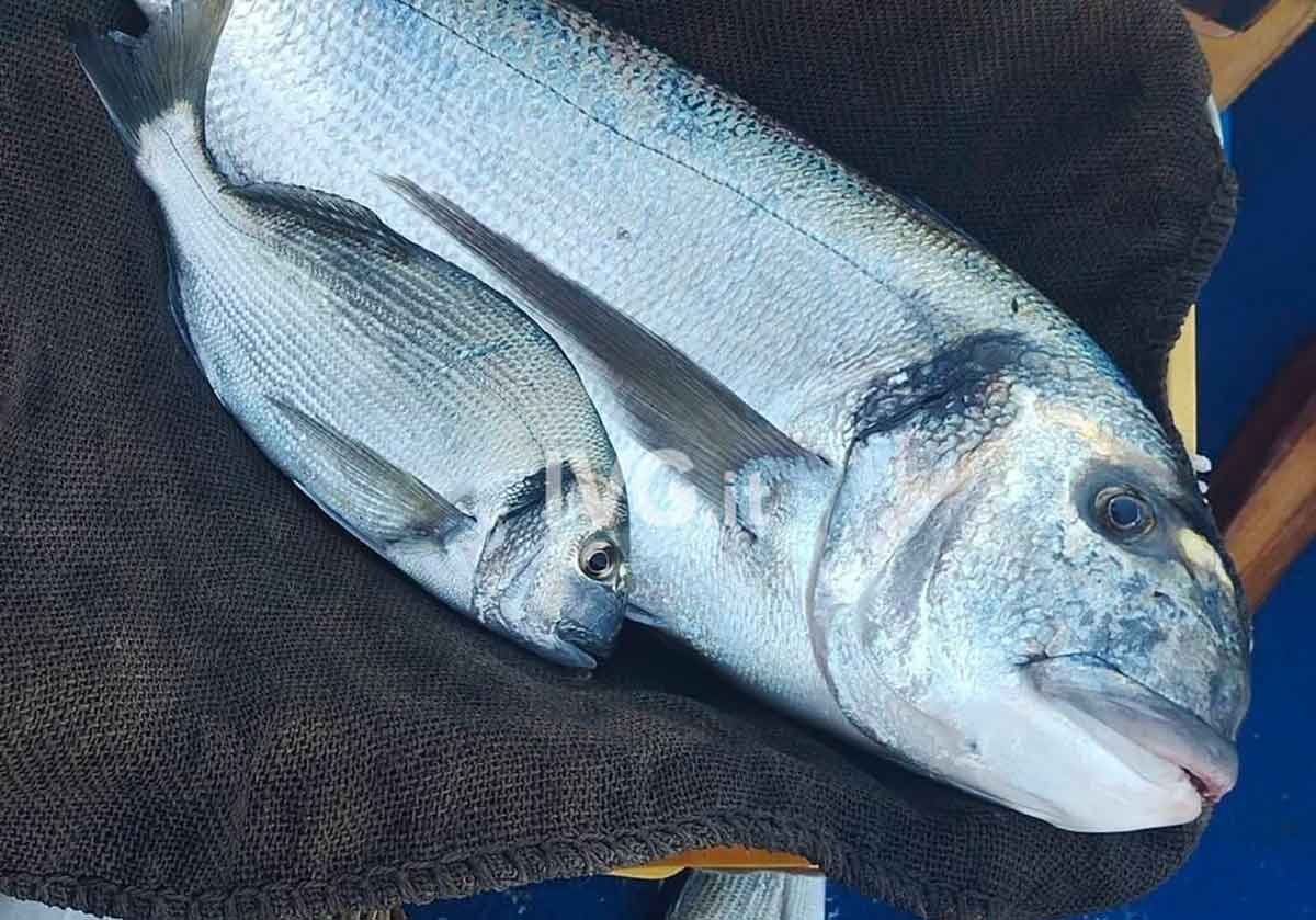 Orata da 5 kg pescata all'isola Gallinara