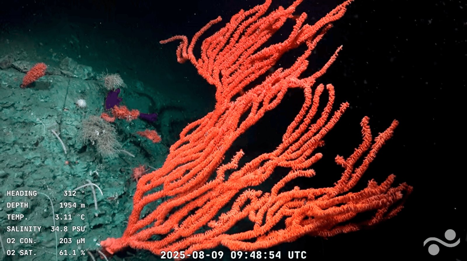 Ottocorallo rosso-arancio del genere Orstomisis su fondale abissale