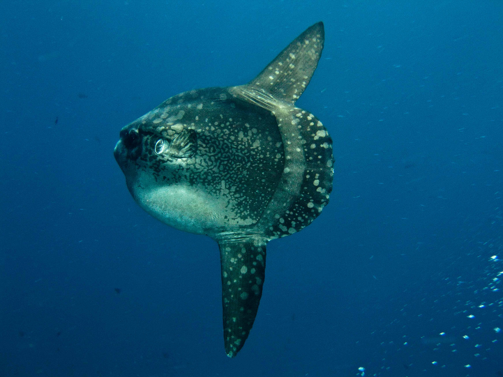 Pesce luna (Mola mola) in acqua aperta al largo di Nusa Lembongan, Bali