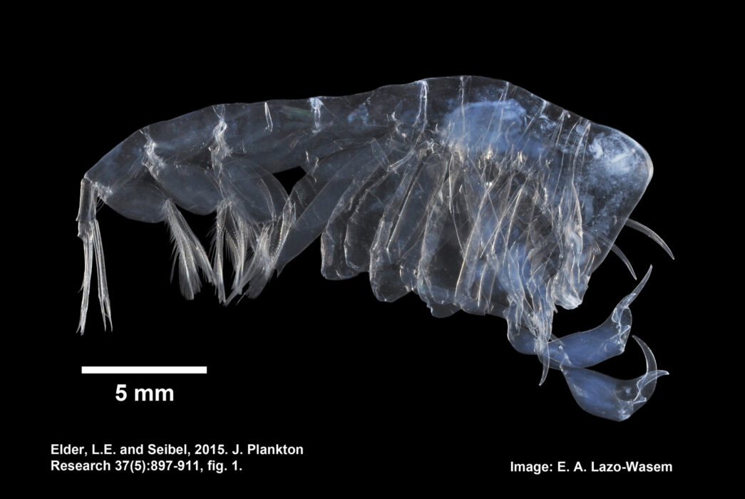 Esemplare di Phronima sedentaria