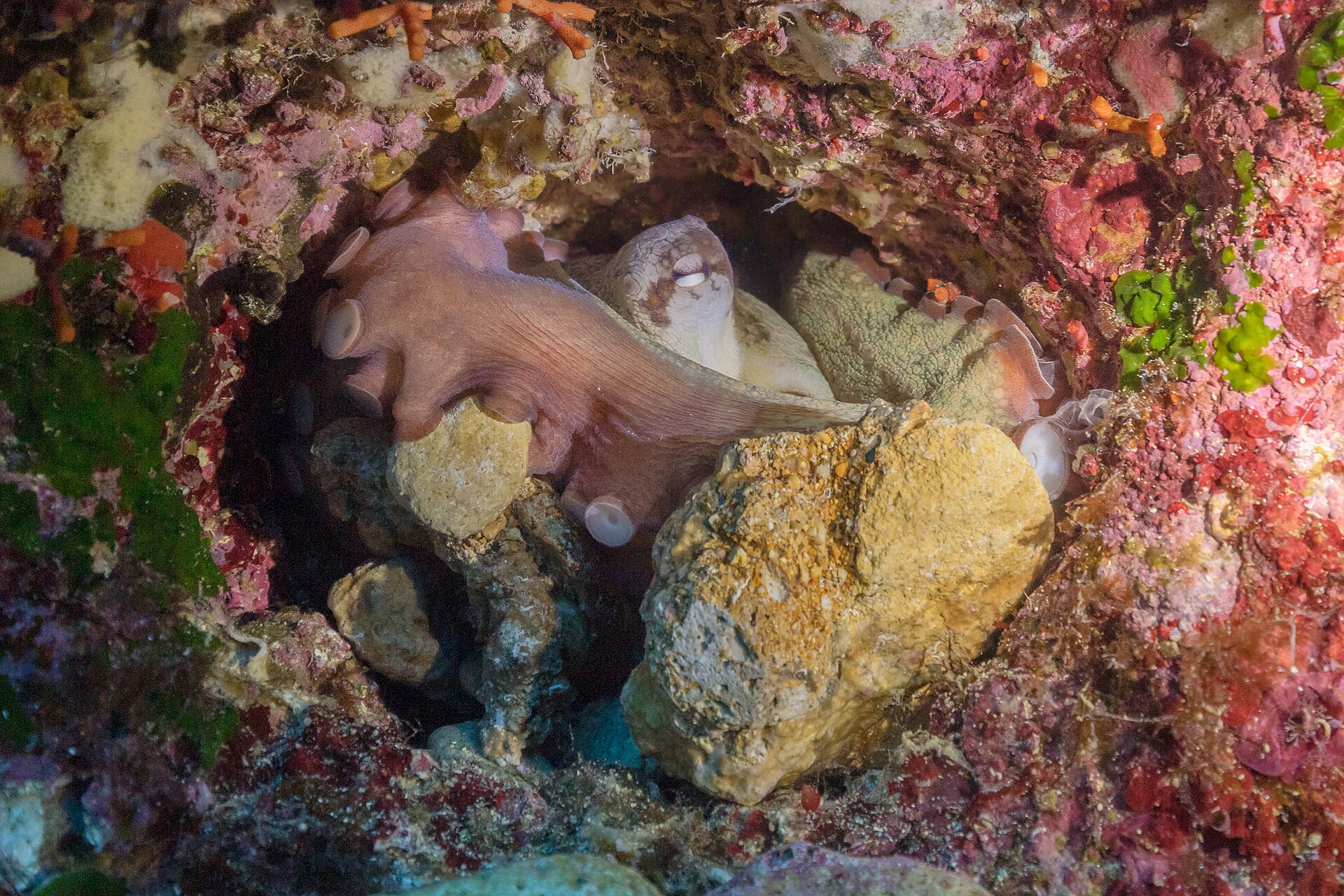 Polpo comune (Octopus vulgaris) a Gozo, Malta