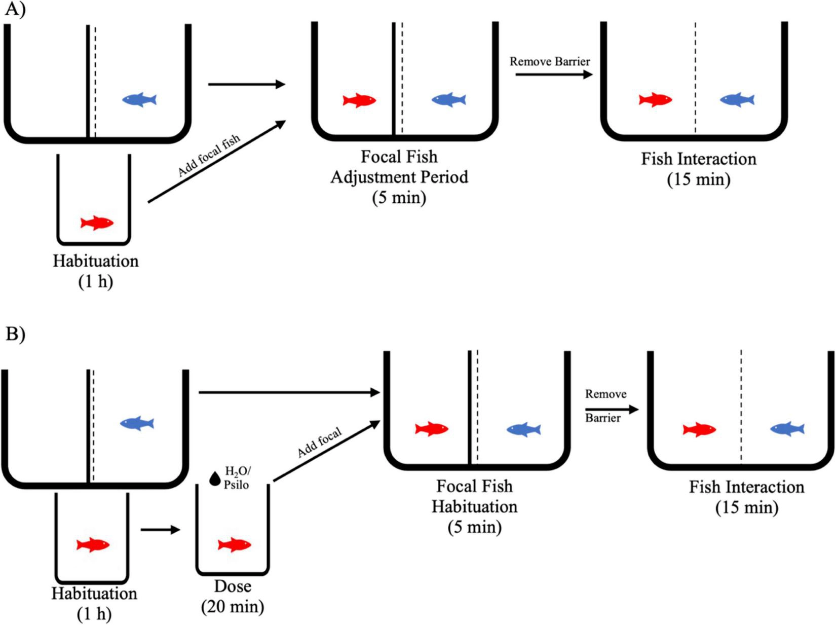 Schema del protocollo sperimentale: pesce focale e rivale separati da una rete, prima e dopo il trattamento con psilocibina