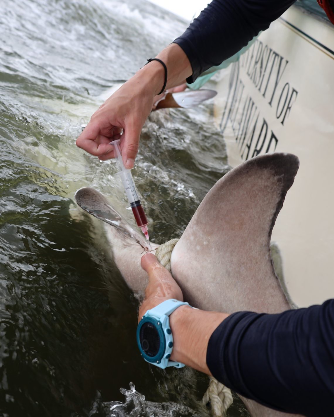Prelievo di sangue con siringa da uno squalo toro maschio accanto alla barca dell'Università del Delaware