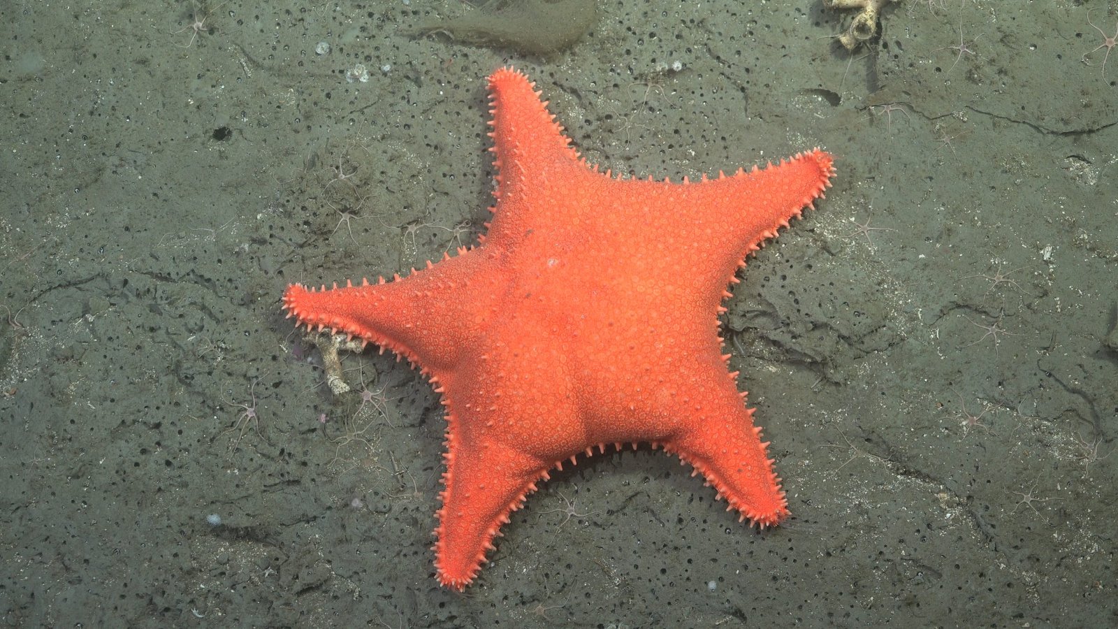 Stella marina abissale arancione e paffuta che ricorda Patrick di SpongeBob, sul fondale del canyon di Mar del Plata