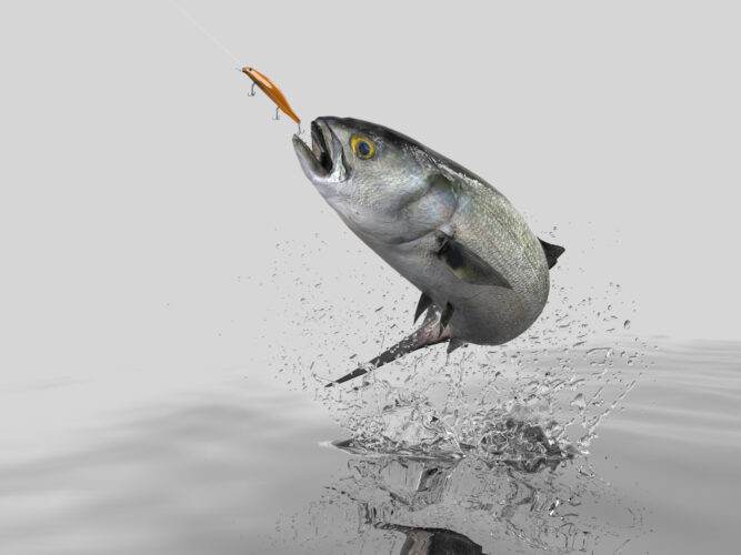Pesca al serra dalla scogliera: tecniche di recupero e le esche più efficaci