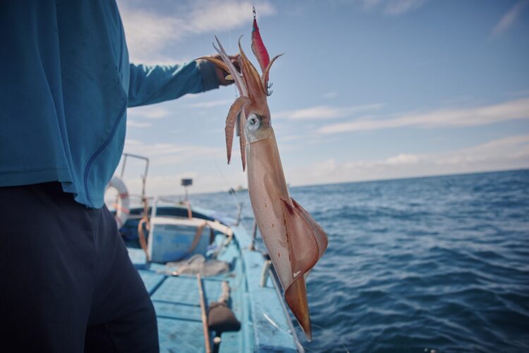Come pescare i calamari. Guida e consigli di pesca