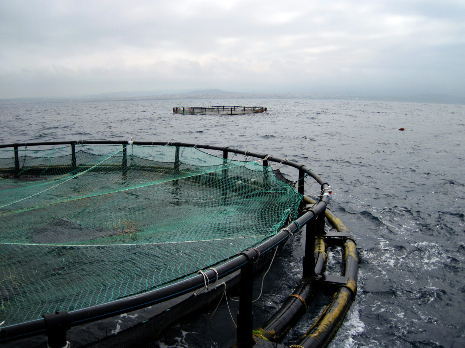 Impianto di gabbie galleggianti per l'allevamento di orate in mare
