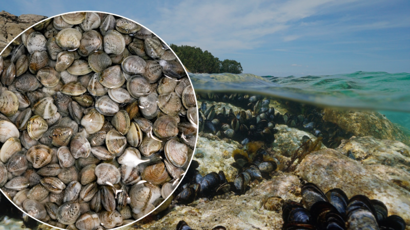 Molluschi a Confronto: Differenze tra Vongole e Cozze