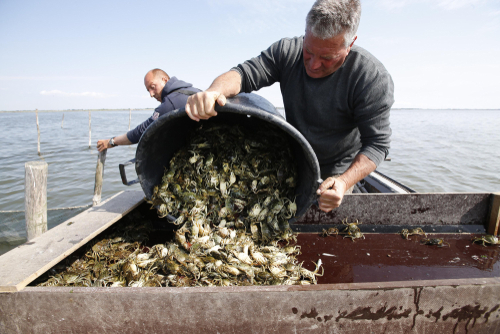 Crab,Fishing,In,The,Venetian,Lagoon.,The,Lagoon,Of,This