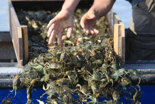 Crab,Fishing,In,The,Venetian,Lagoon.,The,Lagoon,Of,This