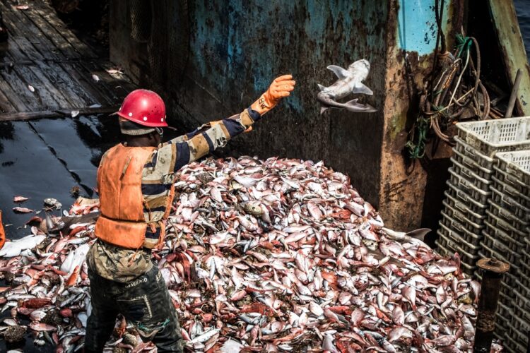 Quote di pesca nell’Unione Europea: cosa sono, come funzionano e chi le decide
